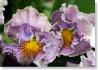 pansy-315